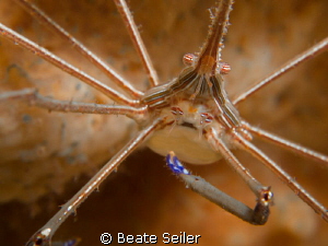 Arrow crab from "under the bridge" by Beate Seiler 